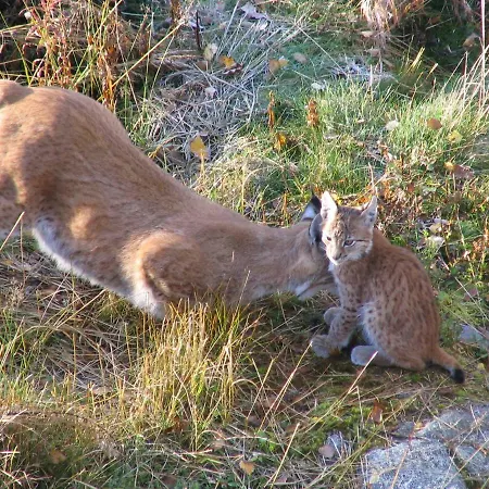 Rovaniemi City Apartments *